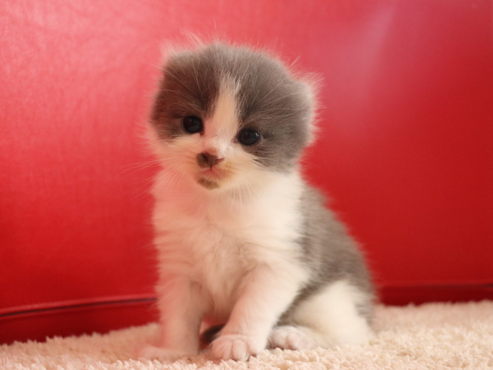 スコティッシュフォールドの子猫画像
