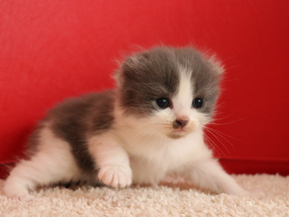 スコティッシュフォールドの子猫画像