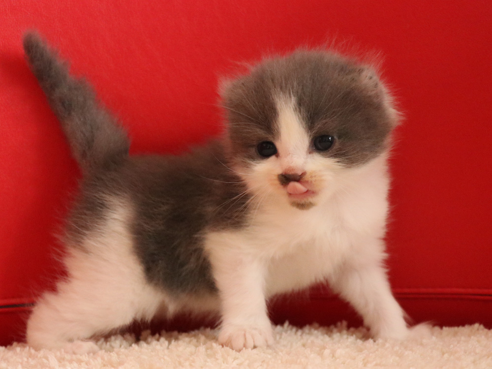 スコティッシュフォールドの子猫画像