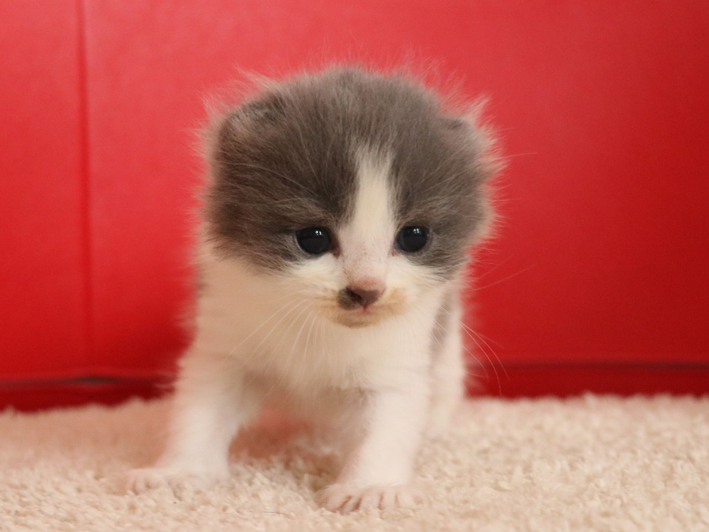 スコティッシュフォールドの子猫画像
