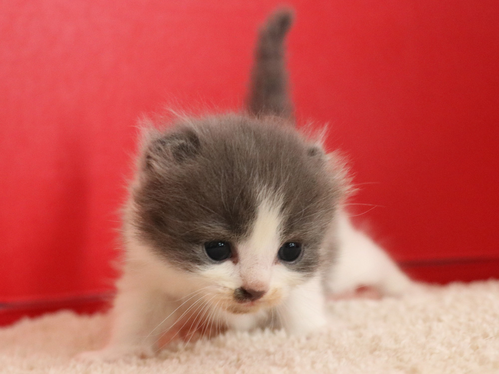 スコティッシュフォールドの子猫画像