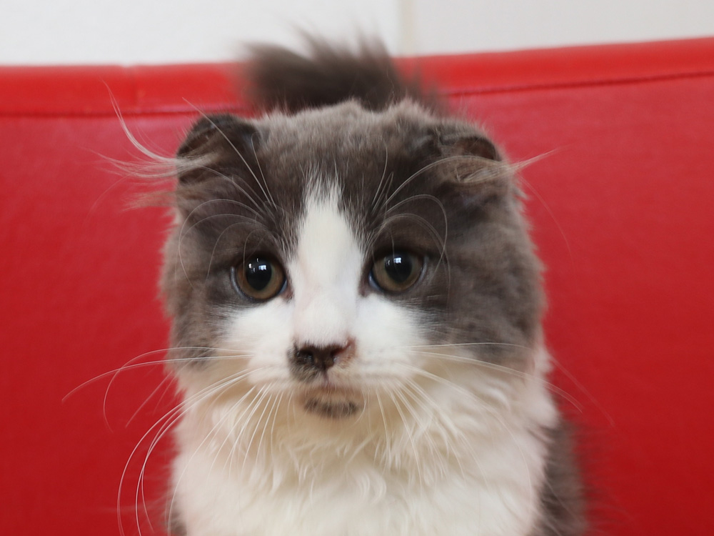 スコティッシュフォールドの子猫画像