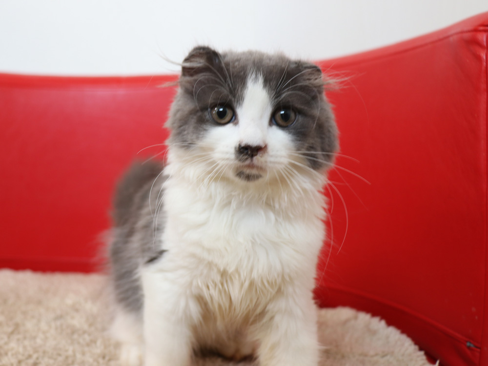 スコティッシュフォールドの子猫画像