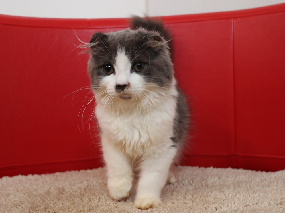 スコティッシュフォールドの子猫画像