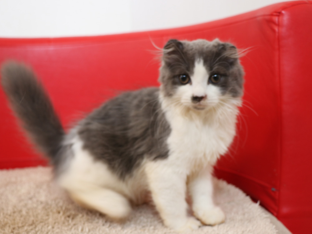 スコティッシュフォールドの子猫画像