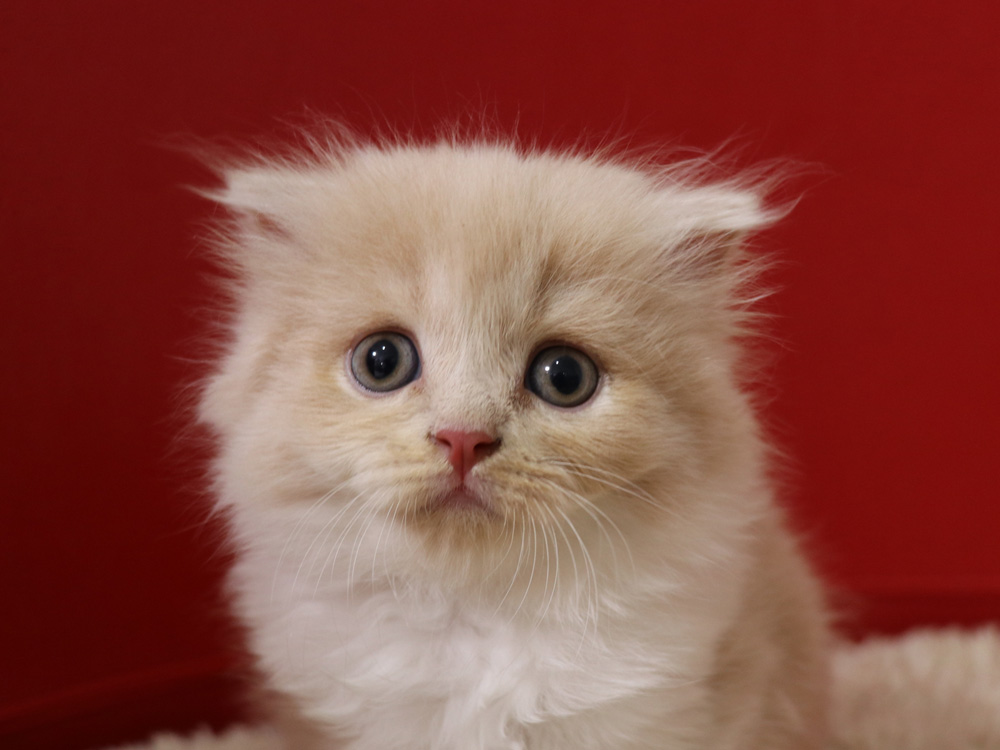 スコティッシュフォールドの子猫画像