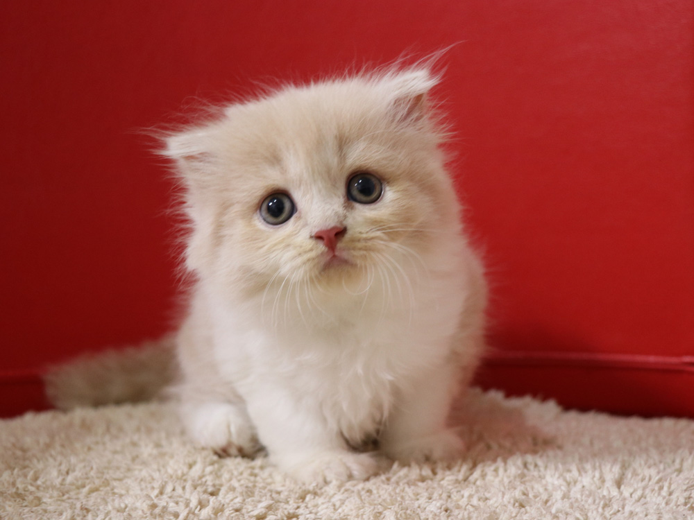 スコティッシュフォールドの子猫画像