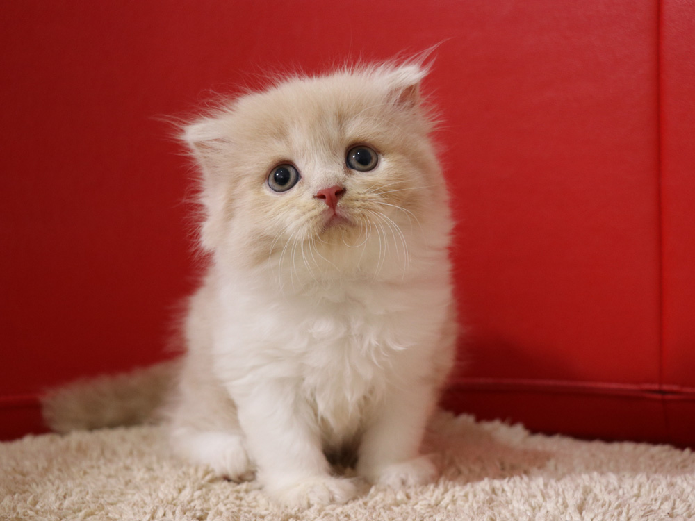 スコティッシュフォールドの子猫画像