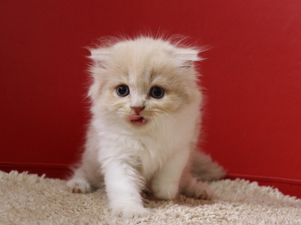 スコティッシュフォールドの子猫画像