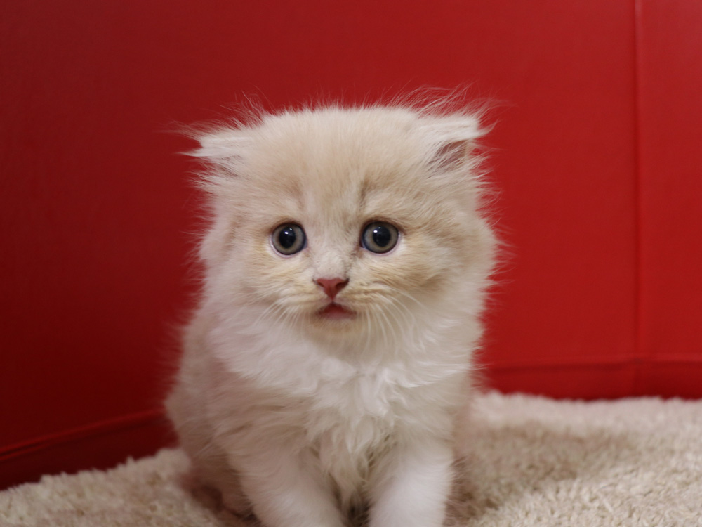 スコティッシュフォールドの子猫画像