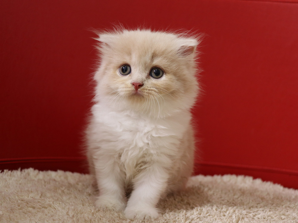 スコティッシュフォールドの子猫画像