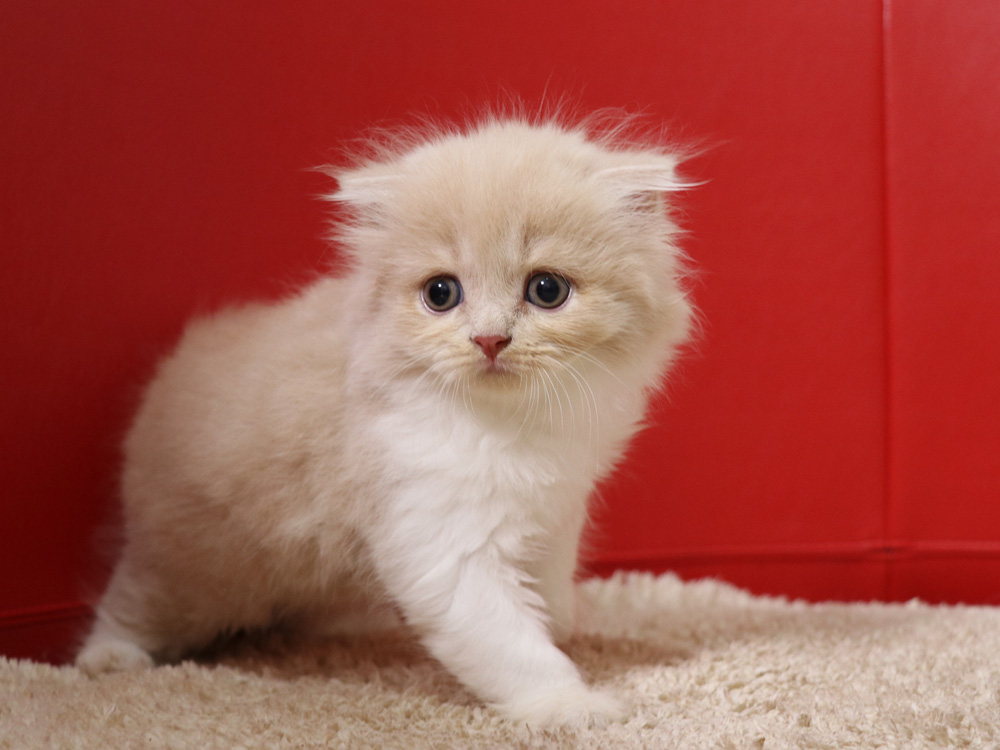 スコティッシュフォールドの子猫画像