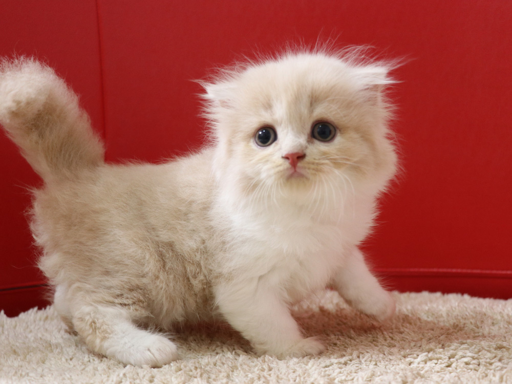 スコティッシュフォールドの子猫画像