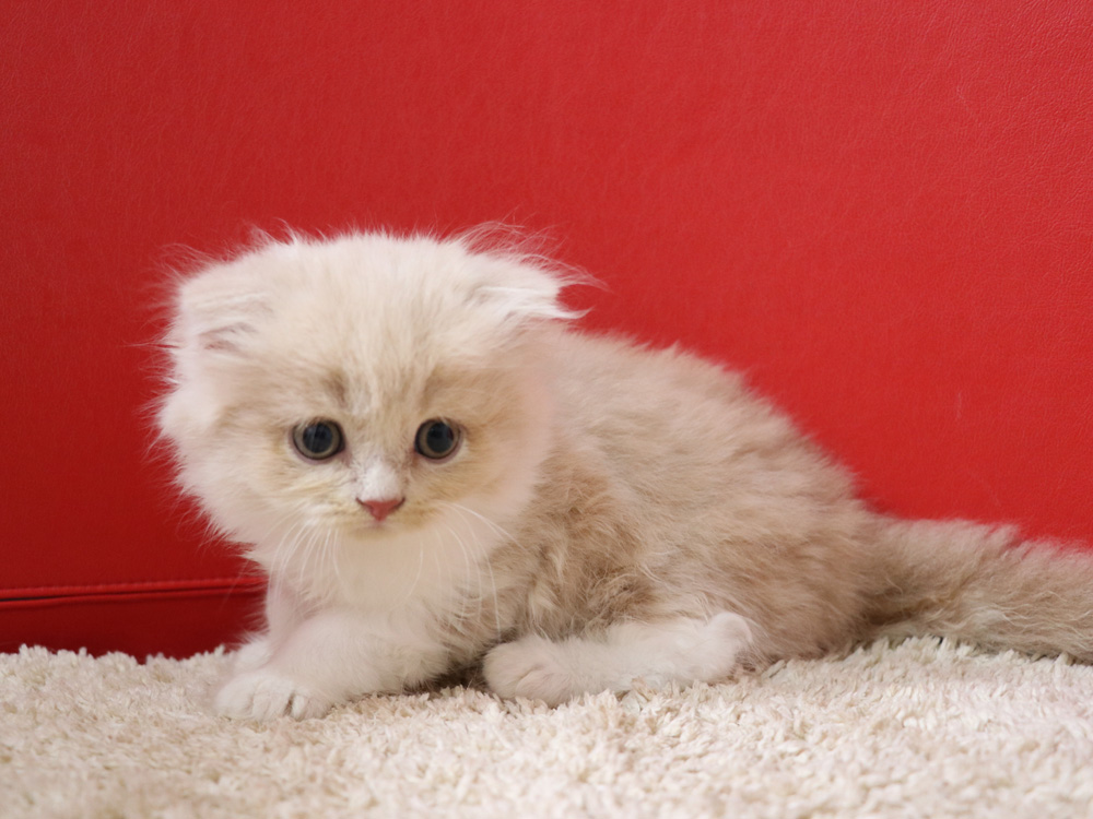 スコティッシュフォールドの子猫画像