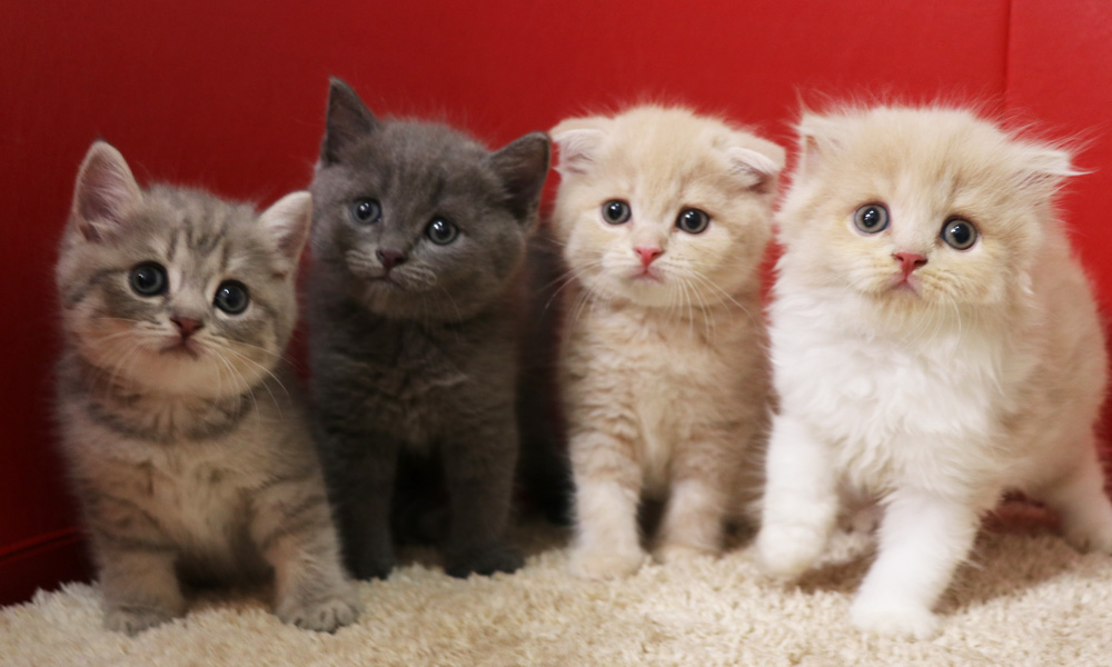 スコティッシュフォールドの子猫画像