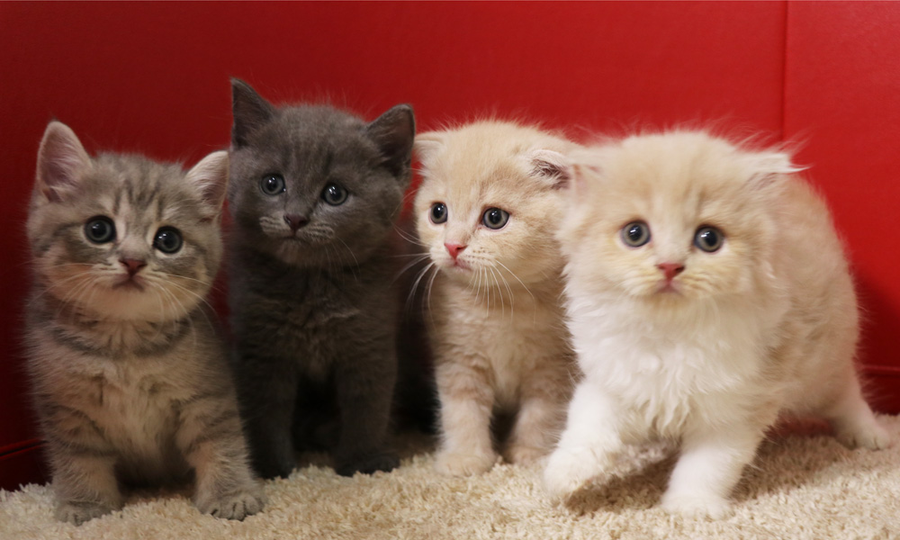 スコティッシュフォールドの子猫画像