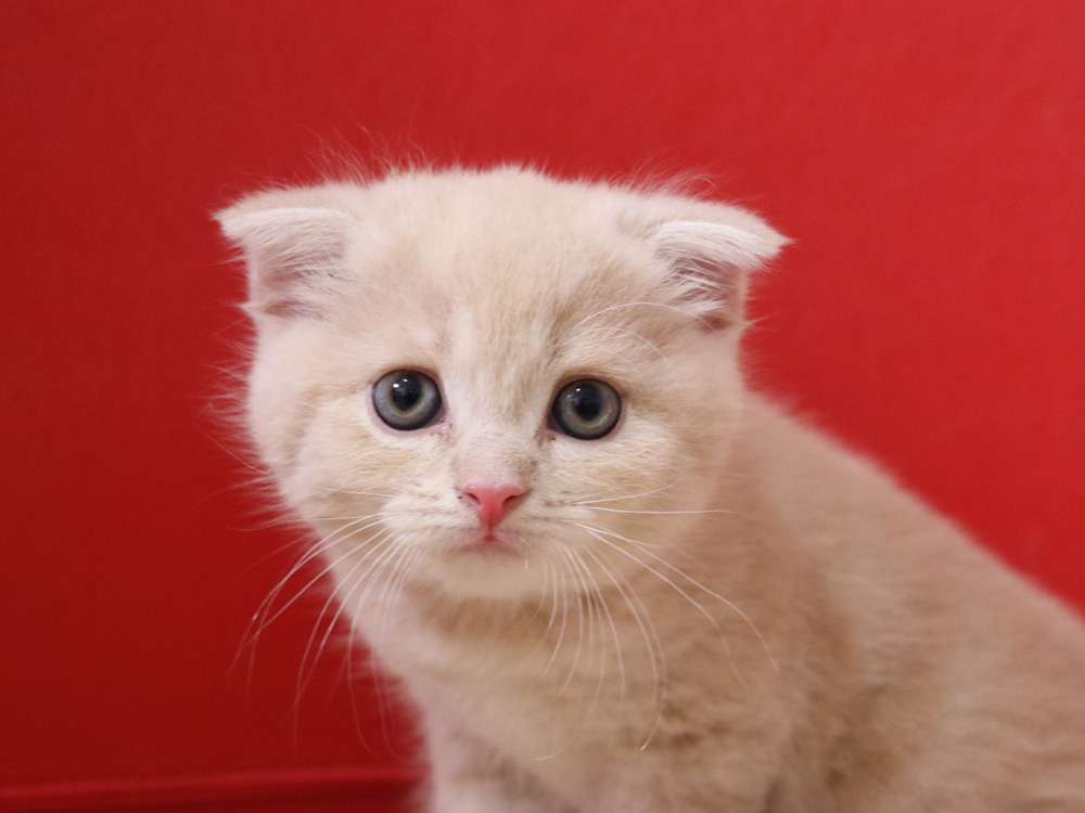 スコティッシュフォールドの子猫画像