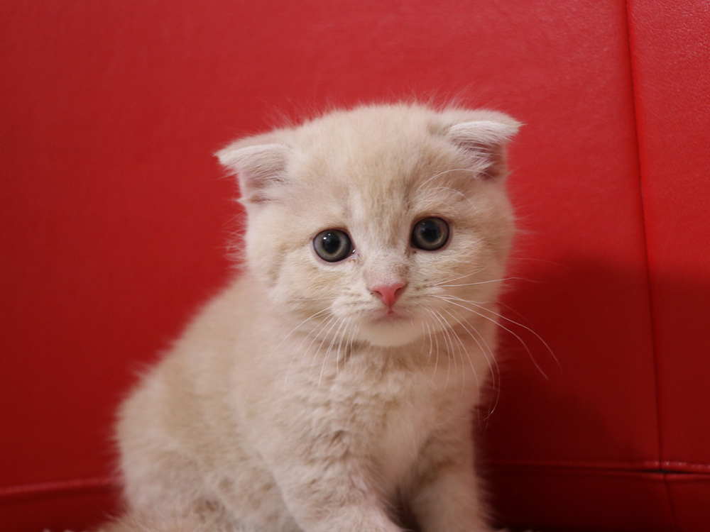 スコティッシュフォールドの子猫画像