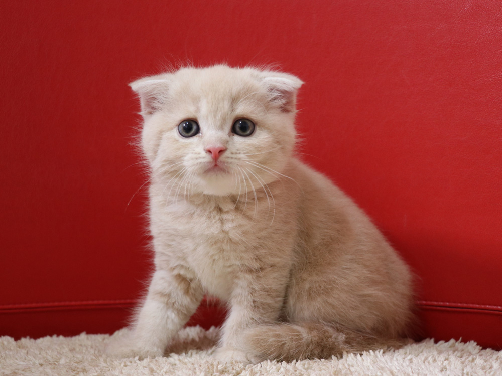 スコティッシュフォールドの子猫画像