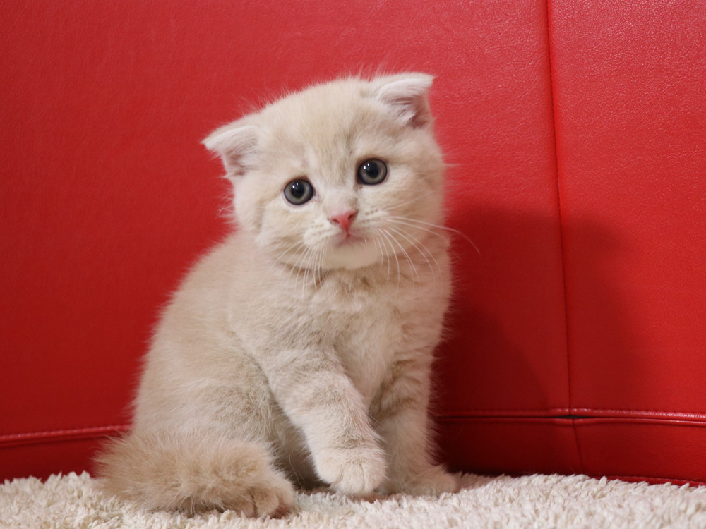 スコティッシュフォールドの子猫画像