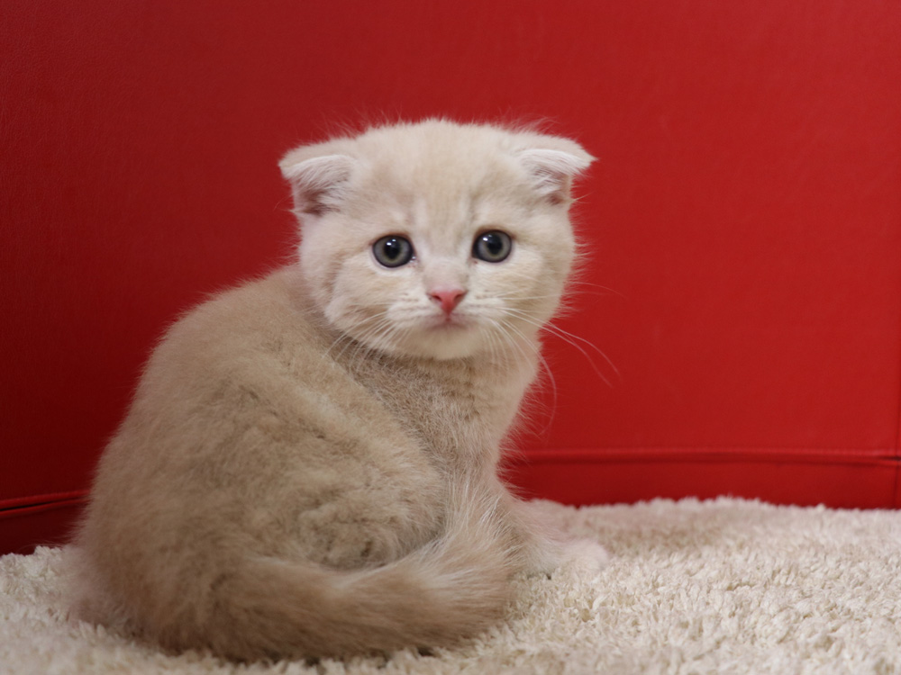 スコティッシュフォールドの子猫画像