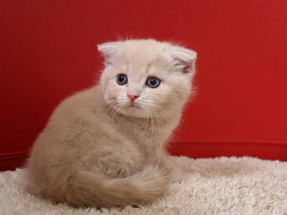 スコティッシュフォールドの子猫画像