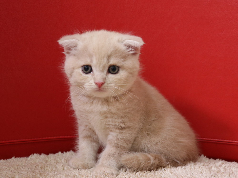 スコティッシュフォールドの子猫画像