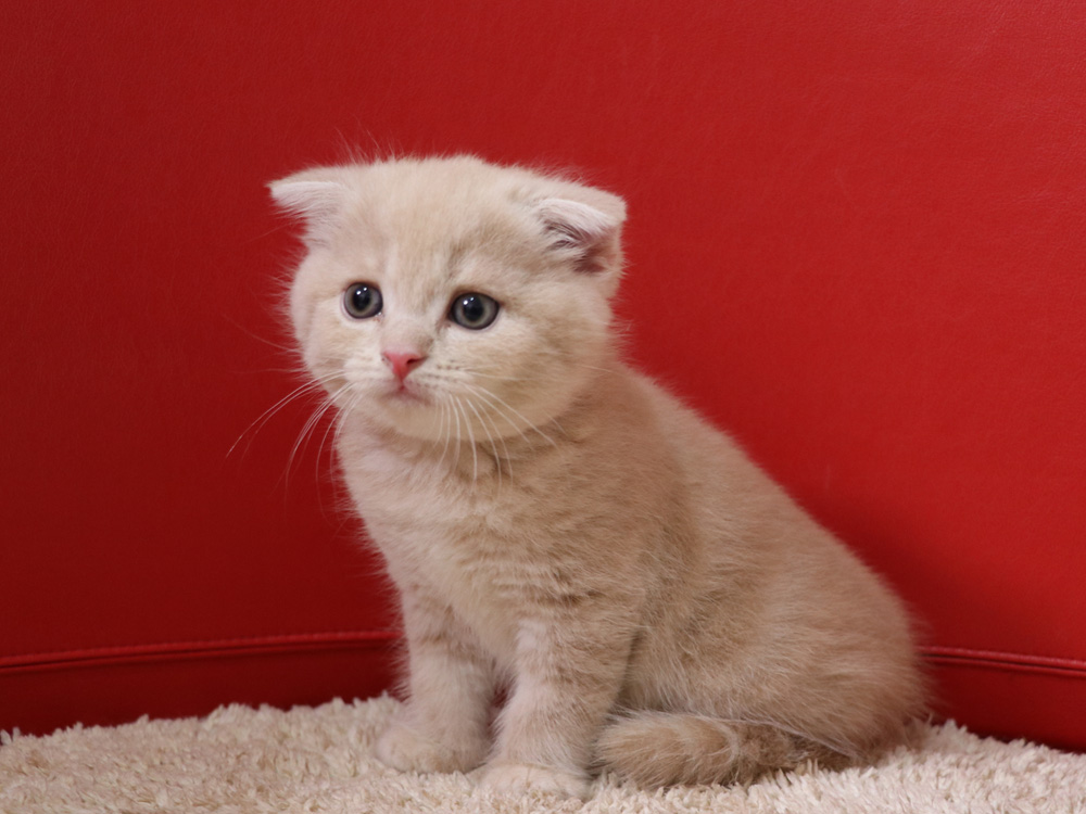 スコティッシュフォールドの子猫画像