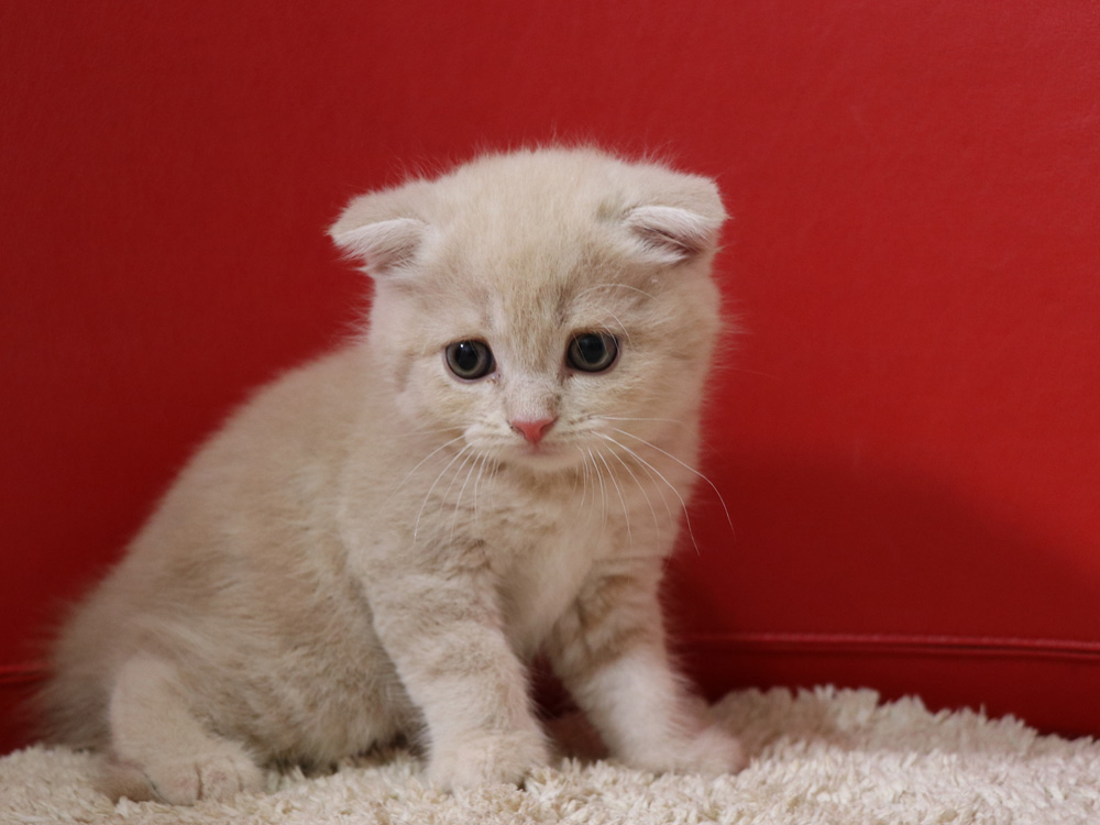 スコティッシュフォールドの子猫画像