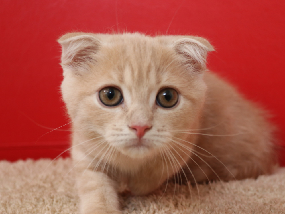 スコティッシュフォールドの子猫画像