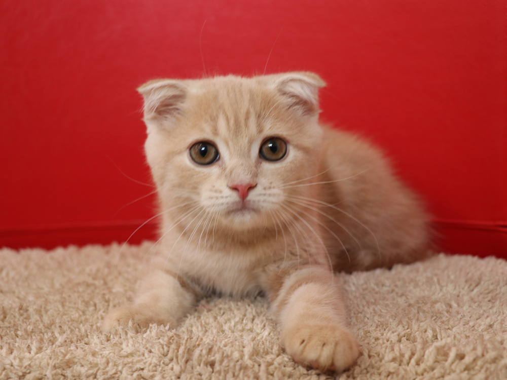 スコティッシュフォールドの子猫画像