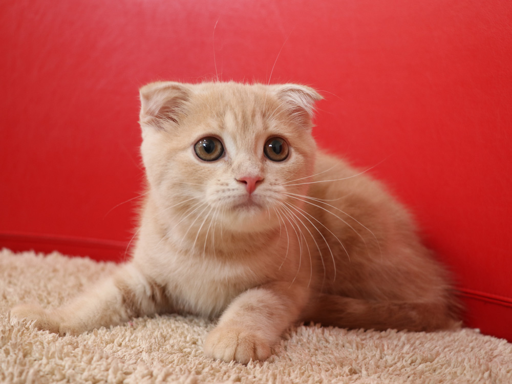 スコティッシュフォールドの子猫画像