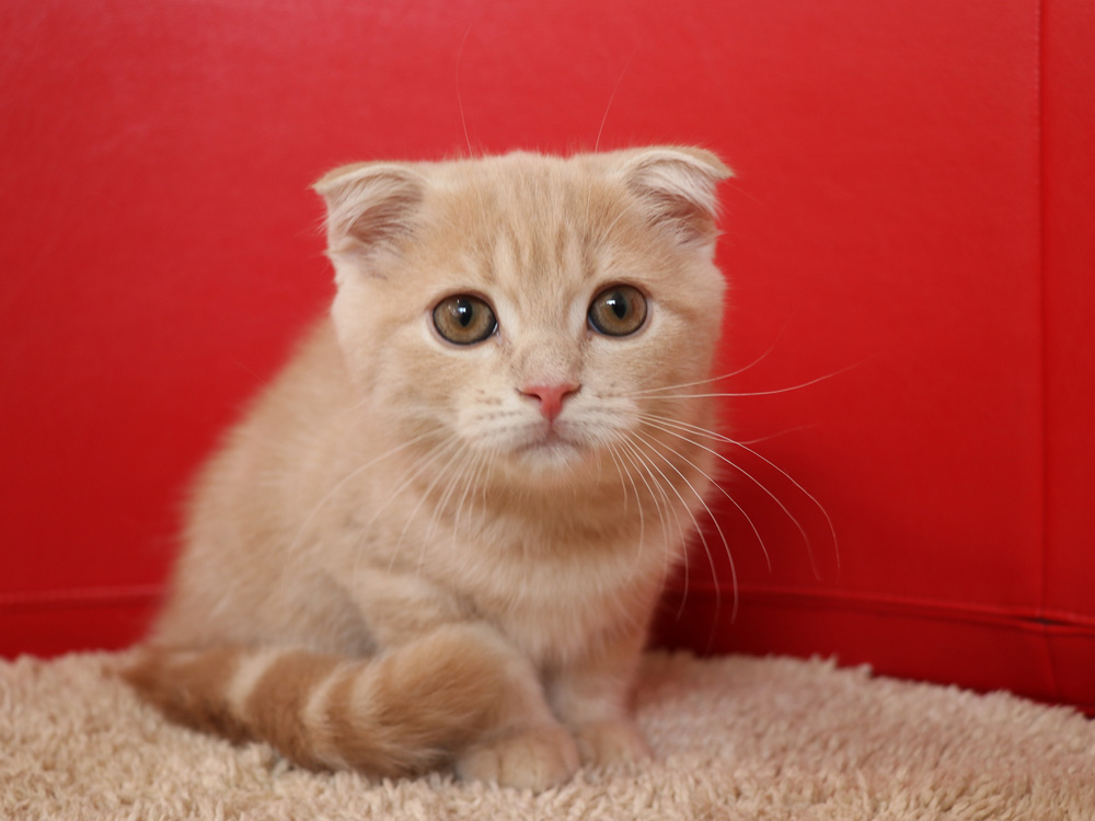 スコティッシュフォールドの子猫画像