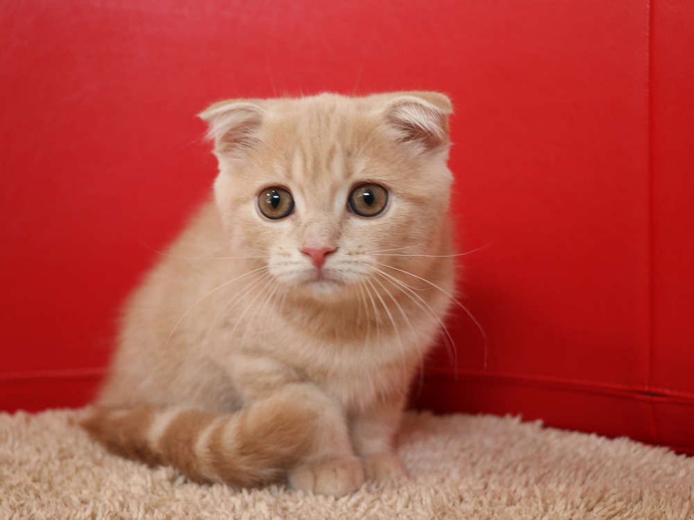 スコティッシュフォールドの子猫画像