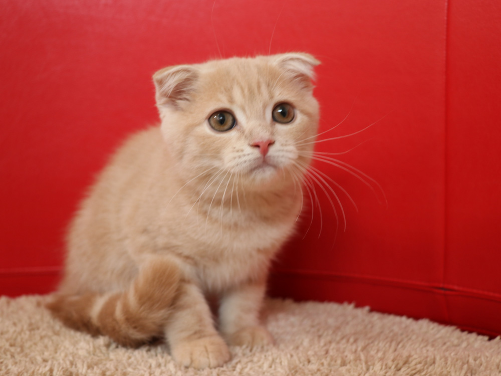 スコティッシュフォールドの子猫画像