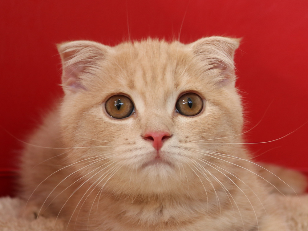 スコティッシュフォールドの子猫画像