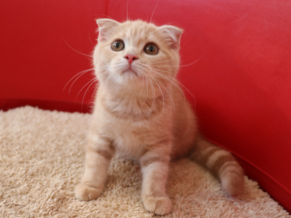 スコティッシュフォールドの子猫画像