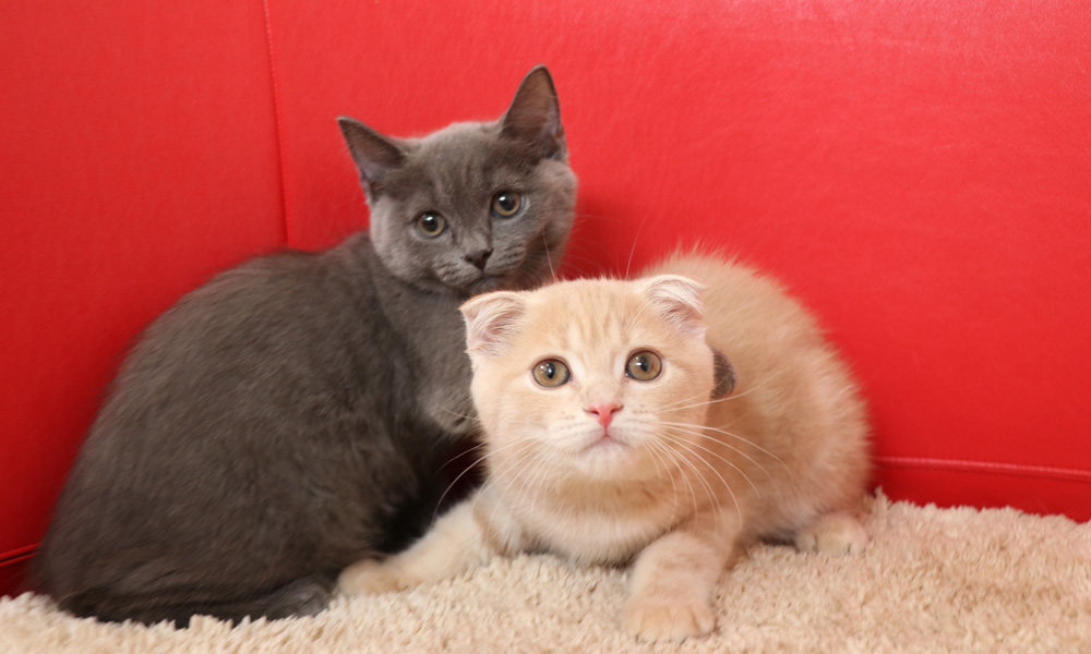 スコティッシュフォールドの子猫画像