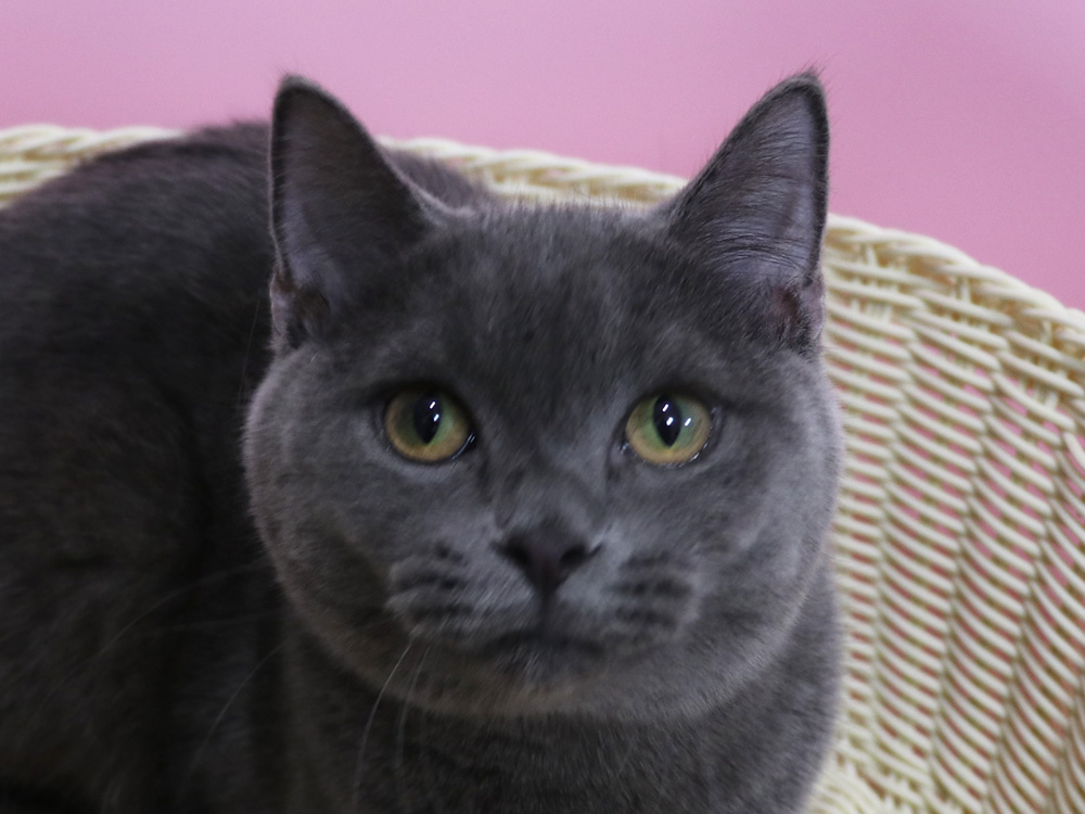 スコティッシュフォールドの子猫画像