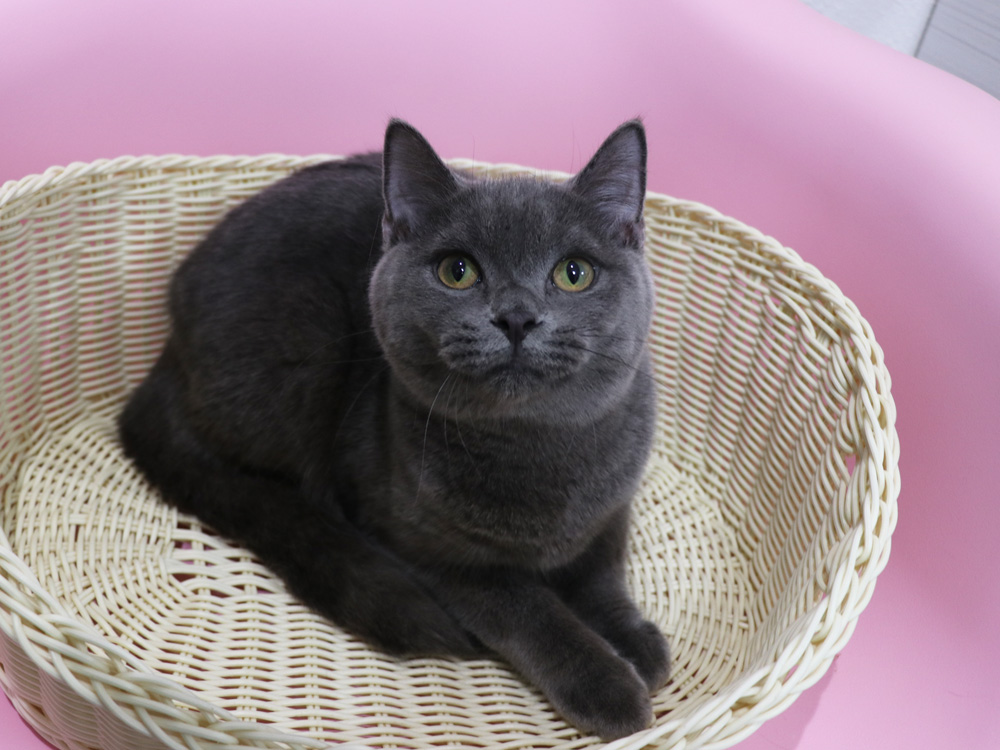 スコティッシュフォールドの子猫画像