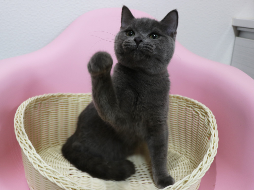 スコティッシュフォールドの子猫画像