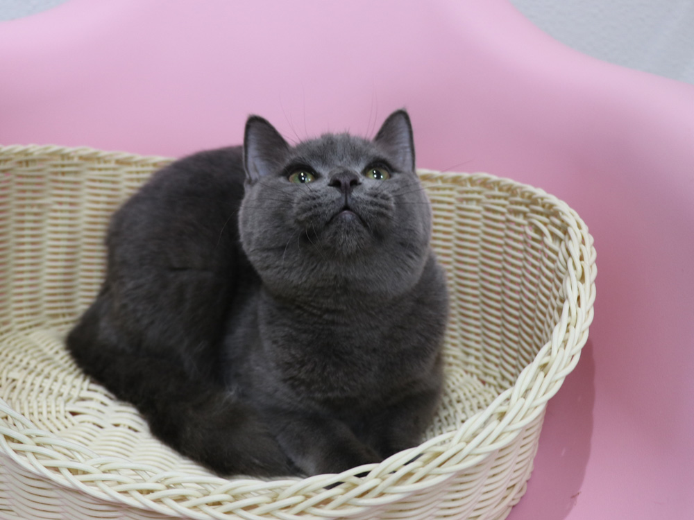 スコティッシュフォールドの子猫画像