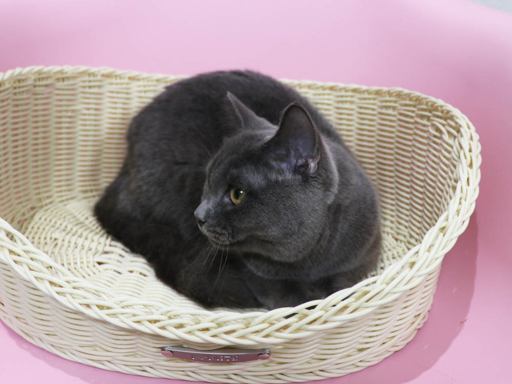 スコティッシュフォールドの子猫画像