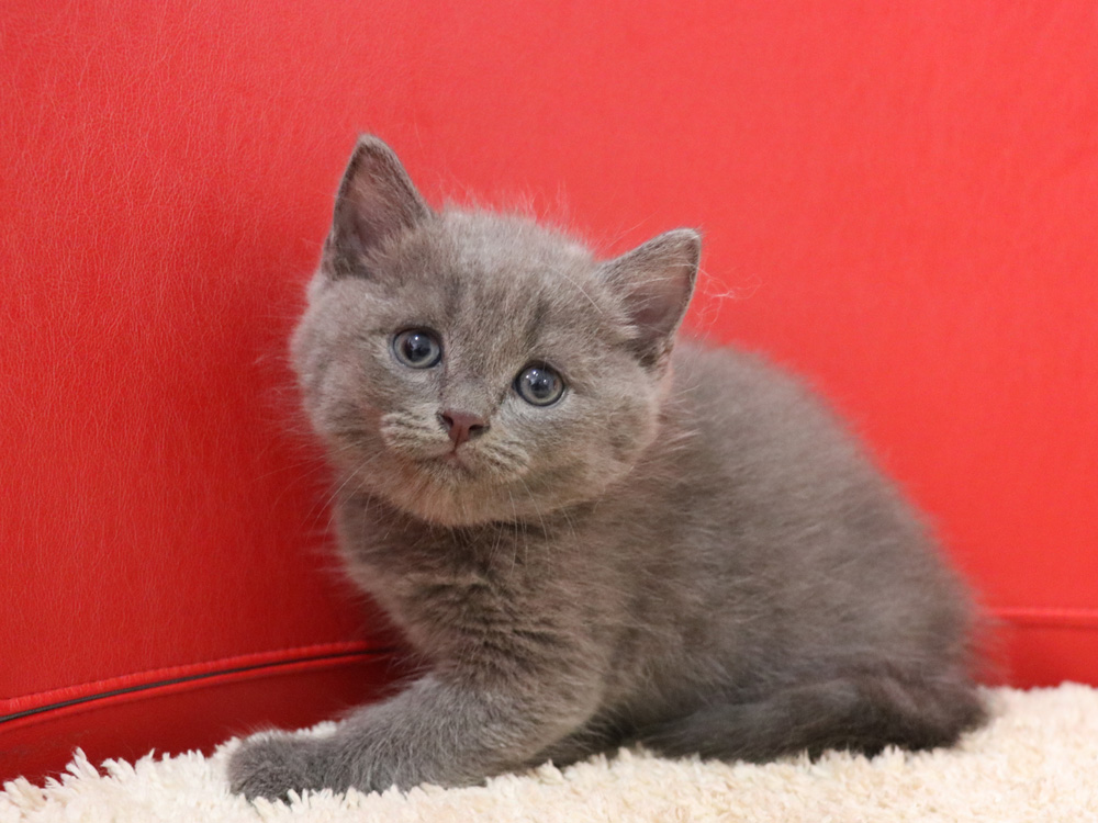 スコティッシュフォールドの子猫画像