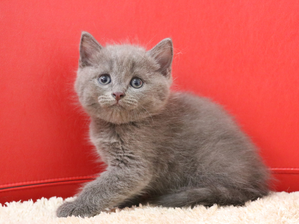 スコティッシュフォールドの子猫画像