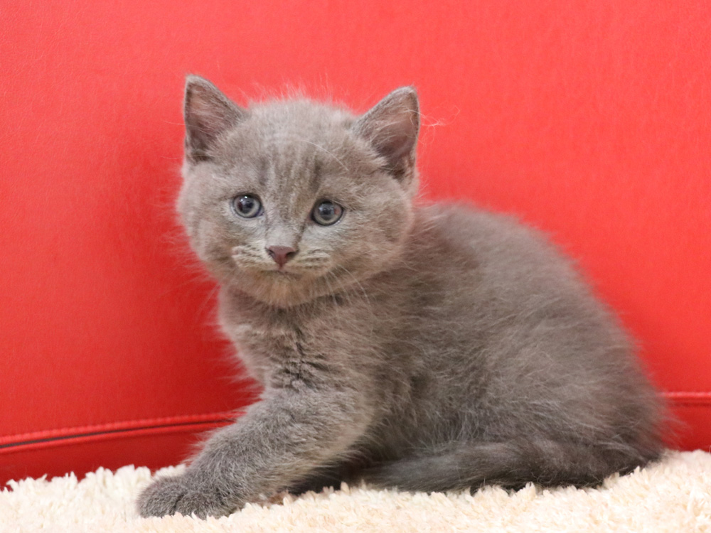 スコティッシュフォールドの子猫画像