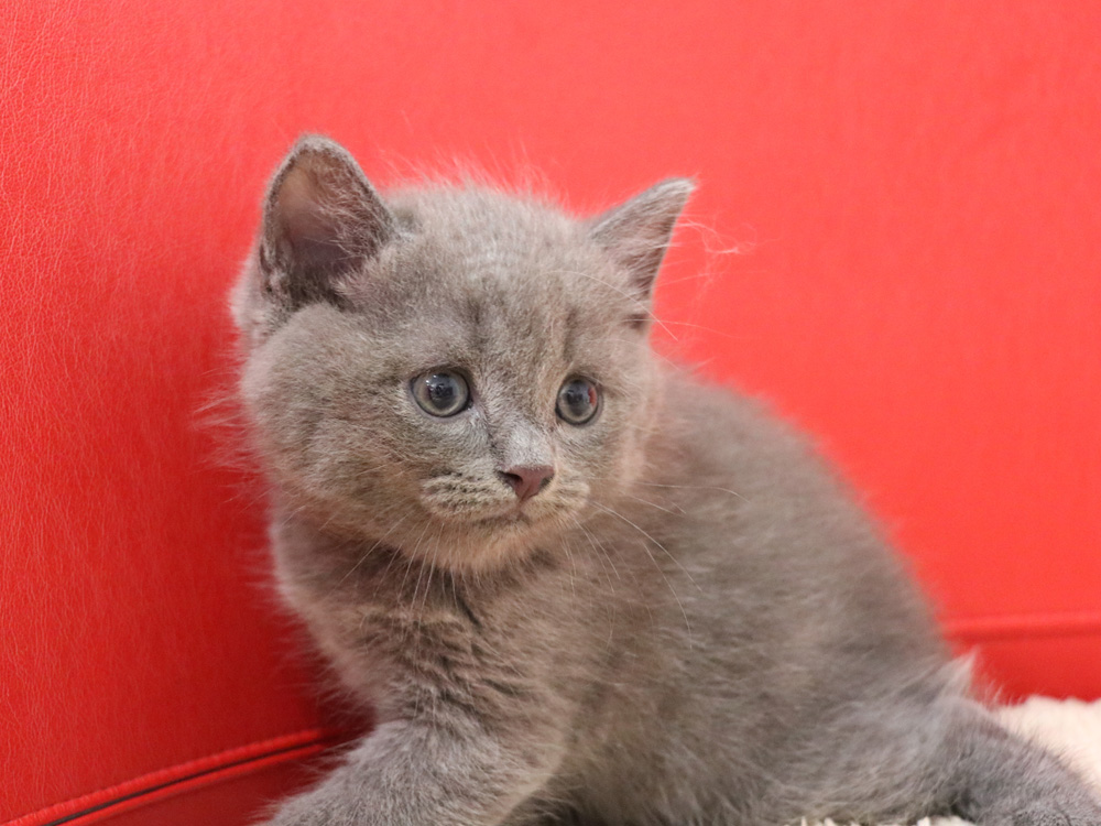 スコティッシュフォールドの子猫画像