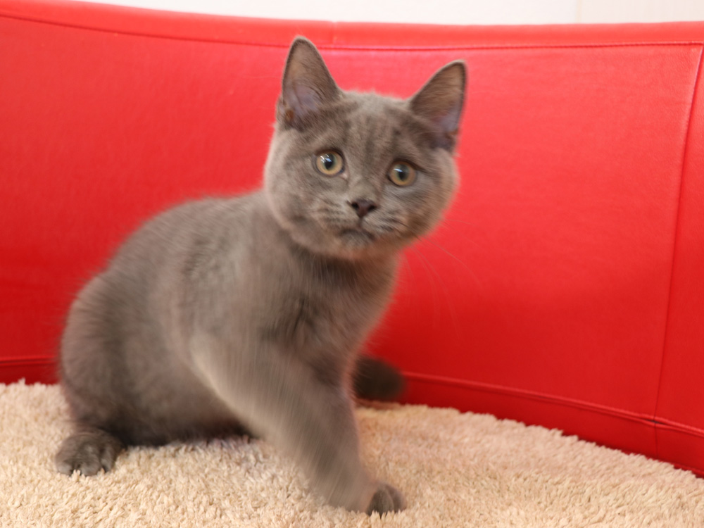 スコティッシュフォールドの子猫画像