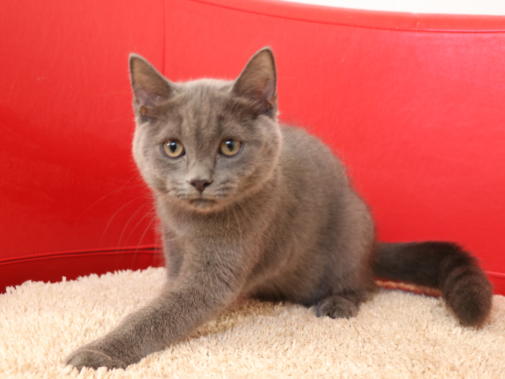 スコティッシュフォールドの子猫画像