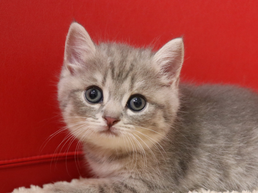 スコティッシュフォールドの子猫画像